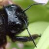 Xylocopa violacea
